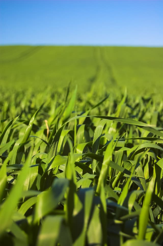 Crops